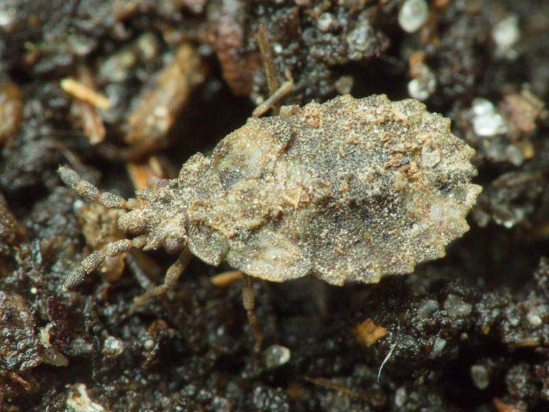 Aradus depressus (Fabricius, 1794)